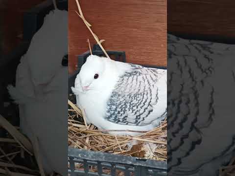 Pui de porumbei 🥰 #pigeon #babypigeons #satinette #birds