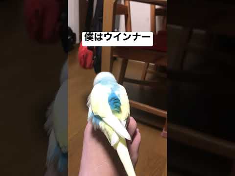 うちで飼ってるインコは、ウインナーらしい #セキセイインコ #budgie #かわいい #すいちゃん