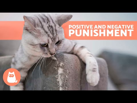 How to Correct BAD BEHAVIOR in CATS 😾💥