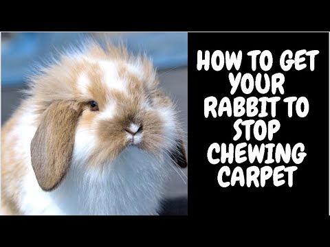 How To Get Your Rabbit To Stop Chewing Carpet