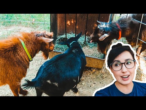 Are the LITTLE girls ready to BREED? (miniature goat breeding)