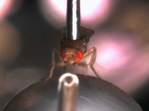 Robot holds a fly as it walks on an air-suspended ball