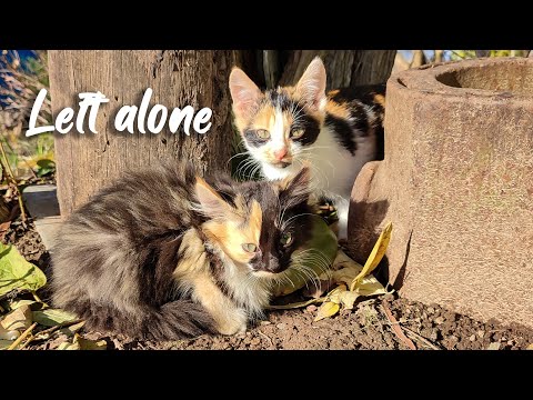 The kittens of the rescued cat were left alone