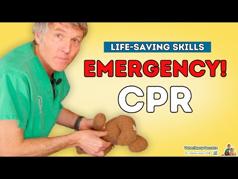 Pet CPR Essentials: New Step by Step Guide