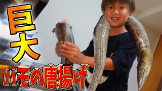 [Cooking] Is the fried giant pike conger really delicious? ??