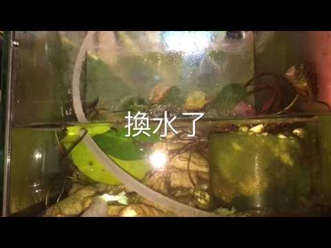 孔雀魚成長日記換換水