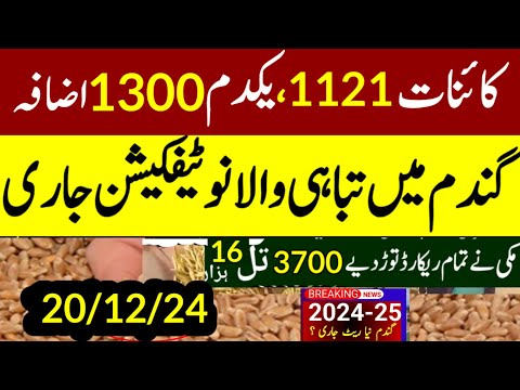 Wheat  support price 2025 گندم کے نئی سرکاری قیمت فائنلmunji kaynat 1121rate 2024/munji1509 new rate