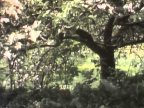 Classic Sesame Street - apple tree on film