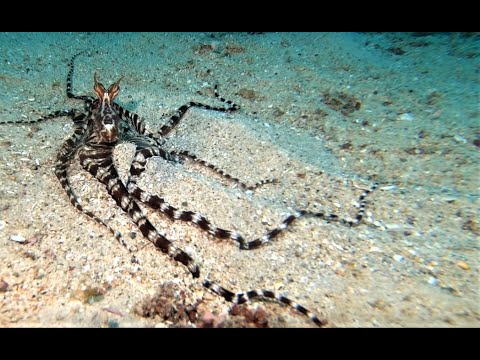 DIVING IN THE SEAS OF THE PHILIPPINES   A 90 MINUTE UNDERWATER RELAXATION  VIDEO