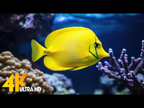 Aquarium 4K VIDEO (ULTRA HD) 🐠 Beautiful Coral Reef Fish - Relaxing Sleep Meditation Music #101