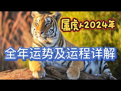 属虎人2024年全年运势及运程详解