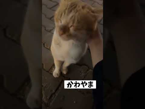 ネッコの動画で癒されたら寝ろｗｗｗ　#2ch #2ch動物スレ #2ch面白いスレ #動物 #犬 #猫 #癒やし