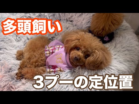 ハウスのない犬たちはどこで寝ているの？