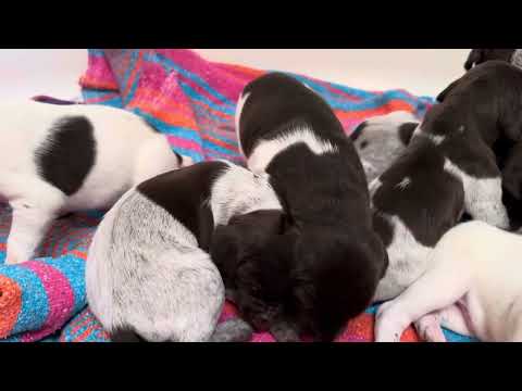 DAY 17!  Too much cuteness!   German Shorthair Pointer Puppies