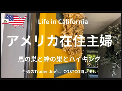 【アメリカ在住主婦】鳥の巣と蜂の巣とハイキング｜今週のTrader Joes, COSTCO買い出し｜Mission peak Hidden Valley trail