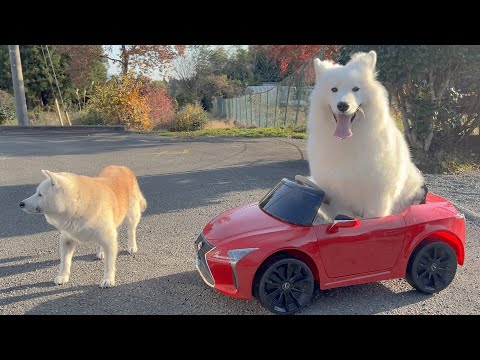 マイカー持ちの柴犬に乗車させてもらい大喜びのサモエド