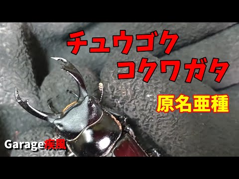 チュウゴクコクワガタ羽化　現在の人気は？！　#クワガタ