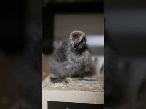 Silkie bantam baby chick filmed with the Fuji x100vi