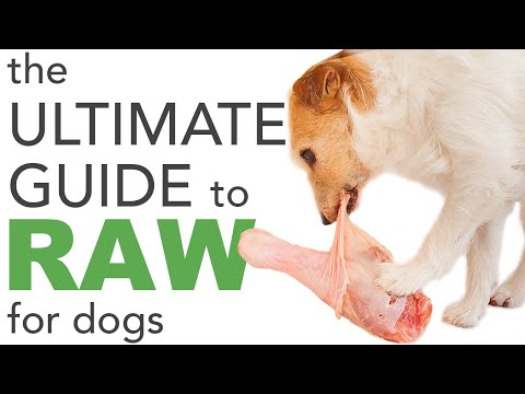 Raw food diet for dogs: the BARF diet