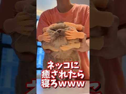 ネッコの動画で癒されたら寝ろｗｗｗ　#かわいい #2ch動物スレ #2ch面白いスレ #動物 #犬 #猫 #癒やし #ねこ