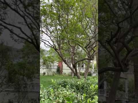 Beautiful and Serene Garden in Spring 最美人间四月天|美式花园|园艺