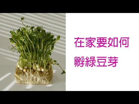 在家要如何孵綠豆芽