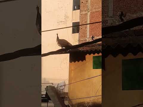 peacocks #india #song #tamil #music #love #tamilsong #peacock #morningshow