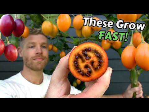 The Speedy Fruit Tree You Need to Grow! Tamarillo / Tree Tomato