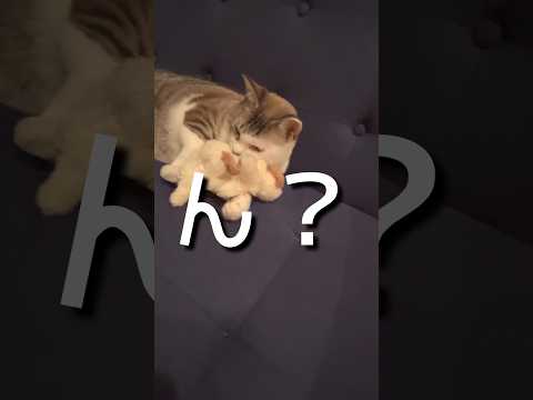 なんで2匹おるん？ #ねこ動画 #cat #保護猫 #ねこ #おもしろい動物 #お気に入り #ぬいぐるみ #ことねこくらし