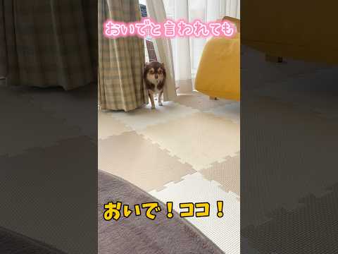 おいでと言われ行きたくないチワワ #1202 #dog #チワワ