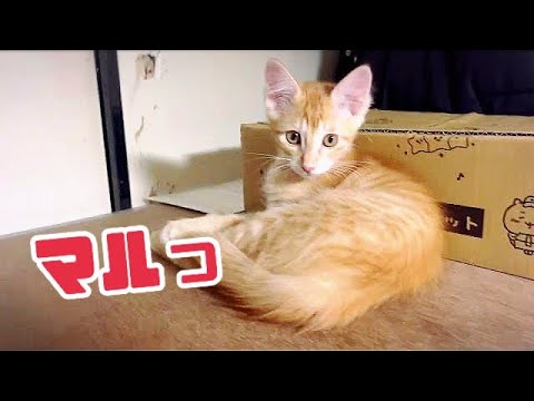 子猫とおにいちゃん 遊び疲れて寝るこまる