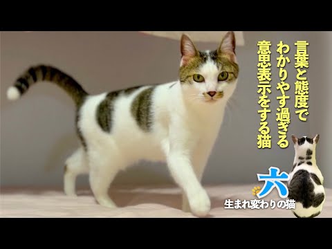 愛猫の六は、言葉と態度で分かりやす過ぎる意思表示をする。いろんな言葉を使い分けて話す愛猫が可愛過ぎるのです | [生まれ変わりの猫] 六