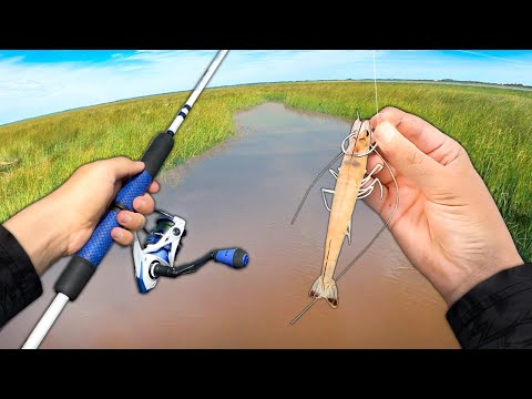 Fishing LIVE SHRIMP in Shallow Saltwater Creeks! (Big Fish)