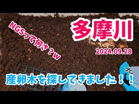 【昆虫採集】多摩川 河川敷 材（産卵木）採集　2024.09.28［クワガタ、クワガタ採集、多摩川、川崎］