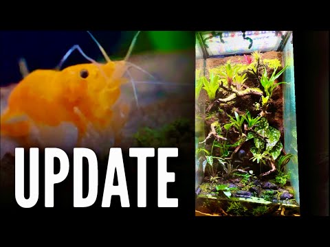 Adding NEW Animals || Paludarium UPDATE