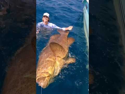 Giant Grouper vs Olympian 1v1!!!!#shorts #fishing #1v1 #olympian