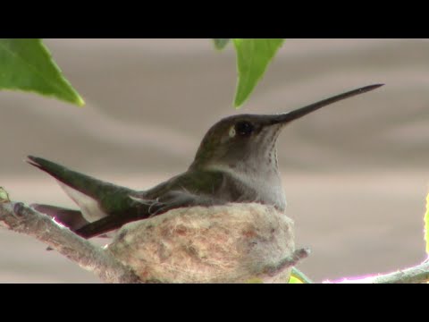 Hummingbird lands in its nest