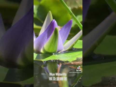 Blue waterlily 埃及蓝睡莲