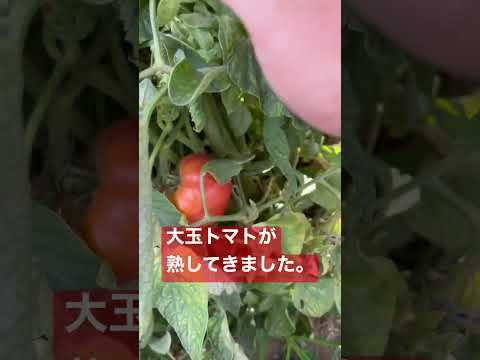 大玉トマトをもぎ取る！ #家庭菜園 #収穫 ＃トマト