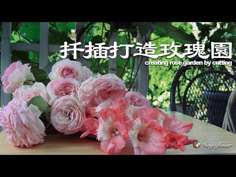 用自己勤勞的雙手打造玫瑰園｜Create a rose garden with your own hard-working hands