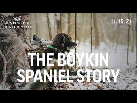 Boykin Spaniel History - Turkey Hunting with a Dog