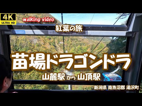 紅葉の旅 苗場ドラゴンドラ  4K【お散歩シリーズ】 新潟県 南魚沼郡 湯沢町  24年10月22日