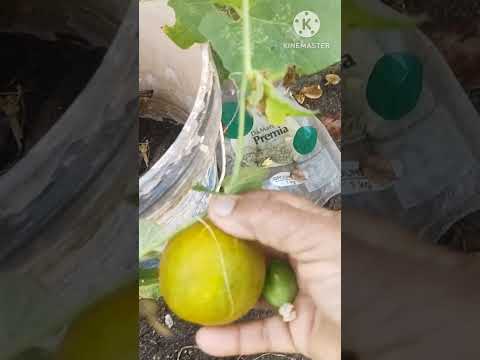 Beerakaya, dondaKaya,kakarkaya Harvest from my terrace garden