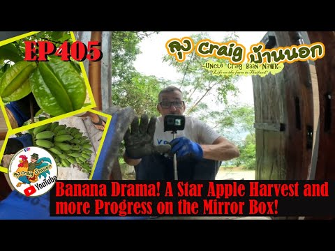 EP405 Banana Drama! A Star Apple Harvest and more Progress on the Mirror Box!