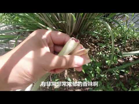 一种散发柠檬的香味草，作用多很神奇，小伙无条件分享给你