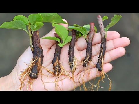 How to Propagation Bougainvillea By Cutting