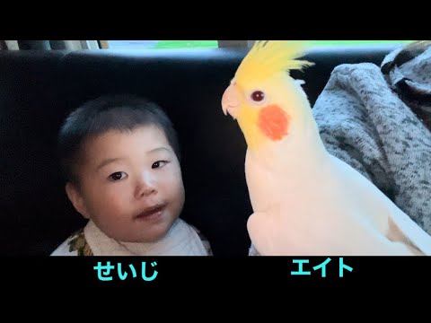 【遊びたい子供】#インコのいる暮らし#オカメインコ