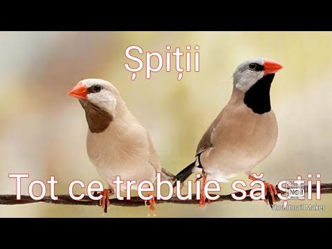 Ep. 5 Păsări exotice - Șpiții ( poephila acuticauda ) Tot ce trebuie să știi