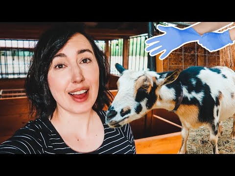 Here we GO!!! (getting ready for baby goats on the farm)