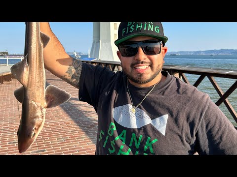 Fishing New Pier at Treasure Island‼️ Multi Species‼️ #california #bayarea #fishing #new #species